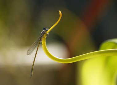 Small dragonfly clipart