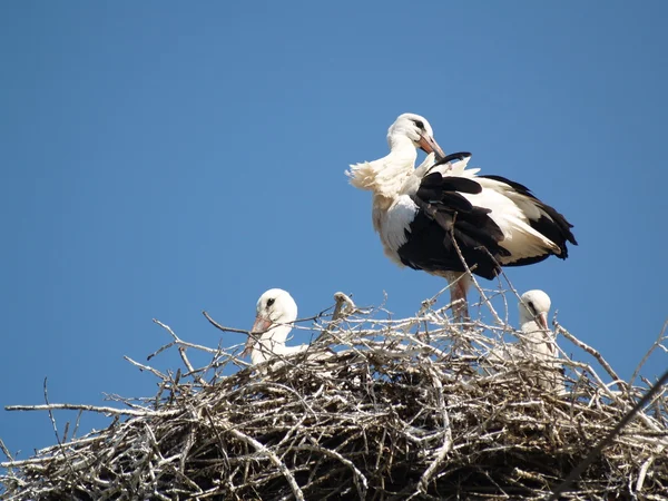 stock image Stork-family