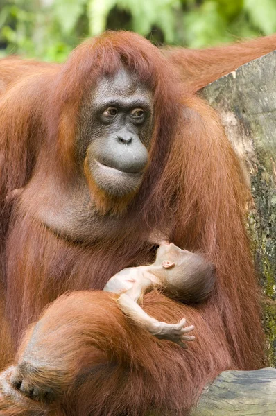 Orang-utan e bebê — Fotografia de Stock