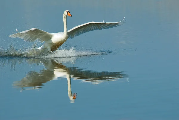 Landing swan — Stock Photo, Image