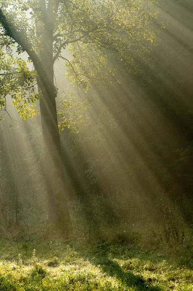 Дерево с солнечными лучами — стоковое фото