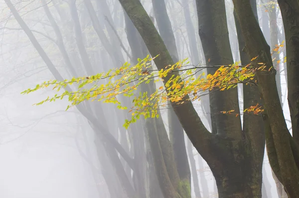 Bomen met Herfstbladeren — Stockfoto