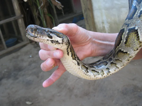 Ormen i en hand — Stockfoto