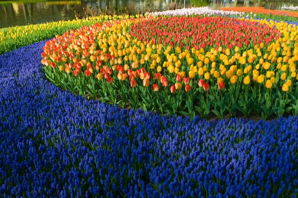 Círculo de tulipanes — Foto de Stock