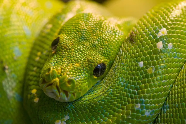 Grön orm — Stockfoto