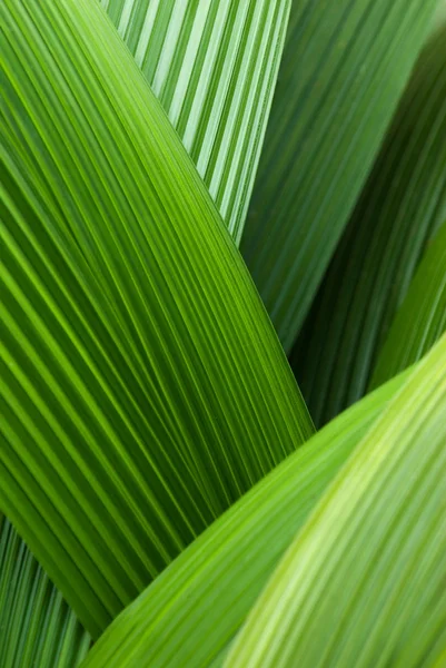 抽象棕榈树叶 — 图库照片