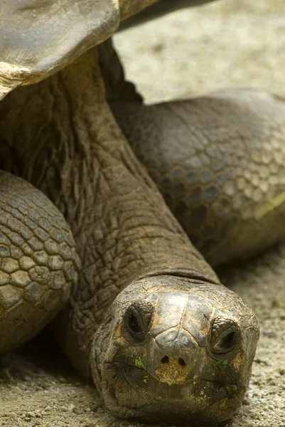 Una tartaruga gigante — Foto Stock