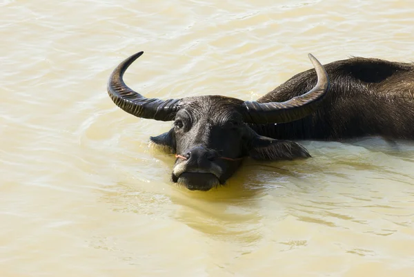 Water-buffalo — Stock Photo, Image