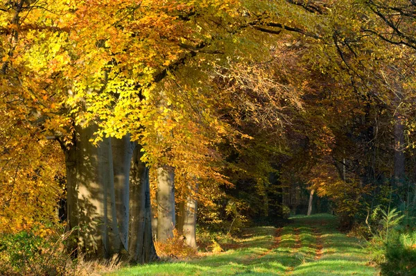 Beautyful herfst kleuren — Stockfoto