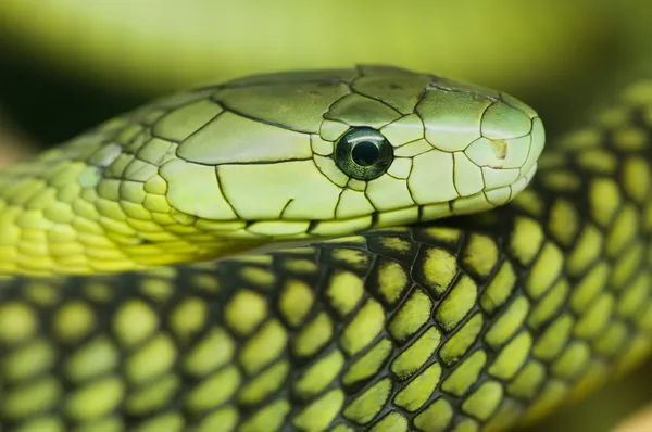 Groene mamba — Stockfoto