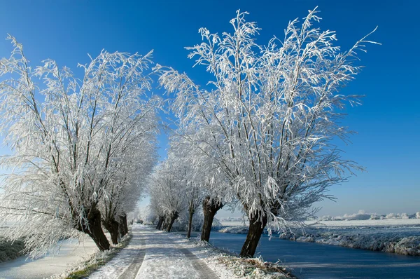 Winter lane met bomen — Stockfoto