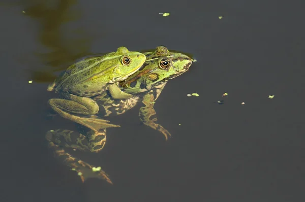 绿色青蛙 — 图库照片