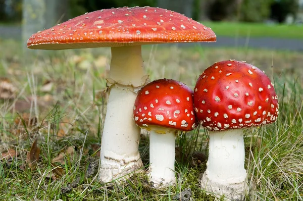 Drie paddenstoel — Stockfoto