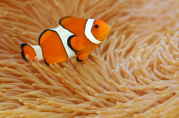Anemonefish — 스톡 사진