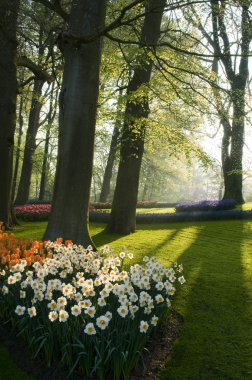 The park keukenhof in backlight clipart