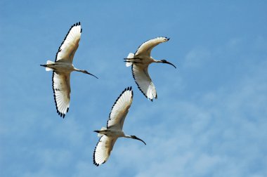 Flying ibises clipart