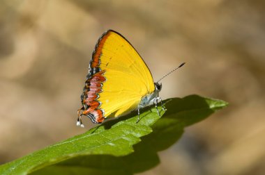 Sarı kelebek