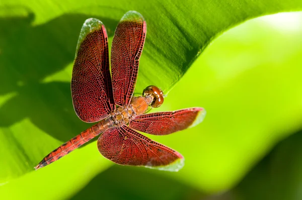 红蜻蜓 — 图库照片