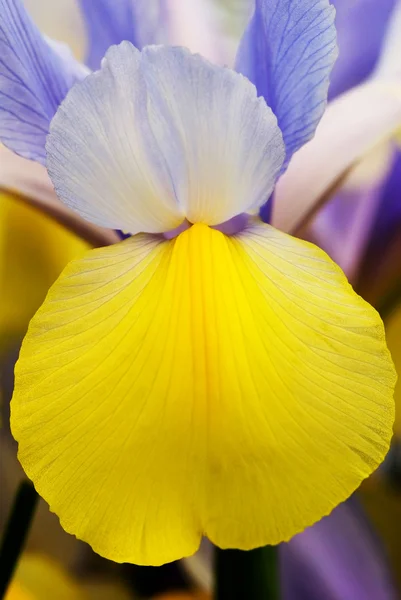 Flor da íris — Fotografia de Stock