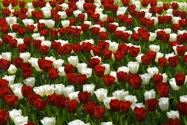 Tulipanes rojos y blancos — Foto de Stock