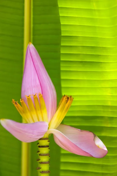 Kwiat banana — Zdjęcie stockowe
