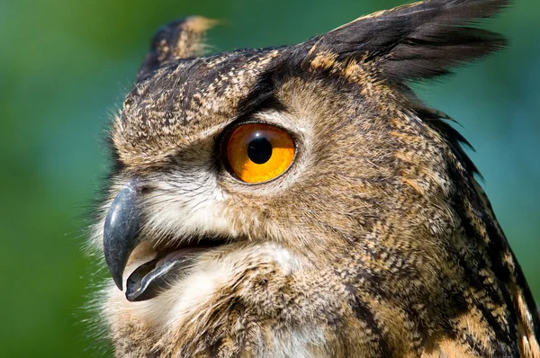 Earded owl — Stock Photo, Image