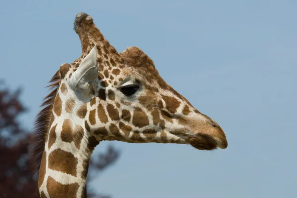 Portret giraf — Stockfoto
