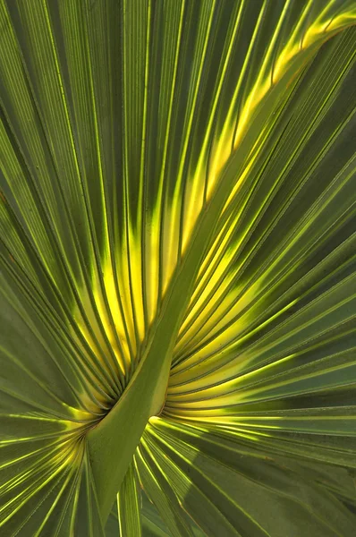 Palm-löv — Stockfoto