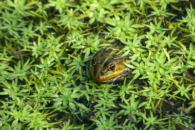 A curious frog clipart