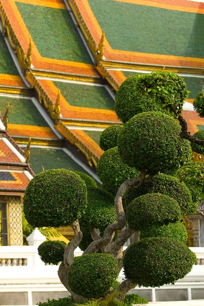 Telhado com bonsai-árvores — Fotografia de Stock