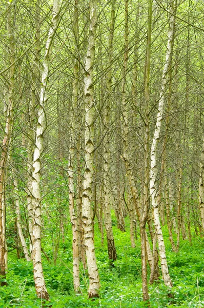 Бирковые деревья — стоковое фото