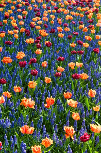 Červené oranžové tulipány společné Modřenec — Stock fotografie