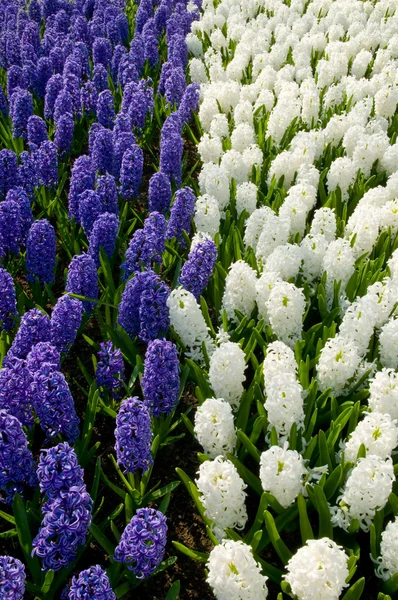 Modrá bílá hyacinty — Stock fotografie