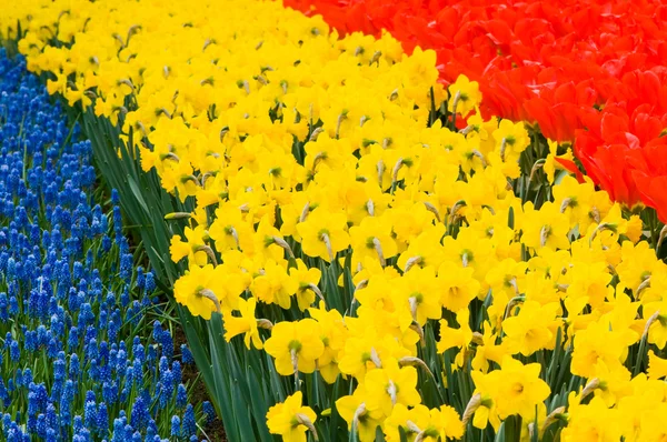 Tres colores de flores de bulbo — Foto de Stock