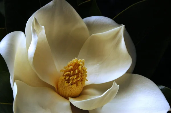 Magnolia grandiflora Rechtenvrije Stockfoto's