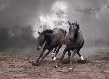 Horses of a twilight clipart