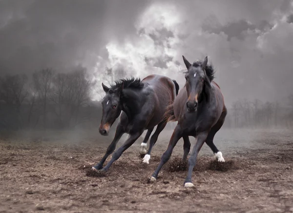 夕暮れの馬 — ストック写真