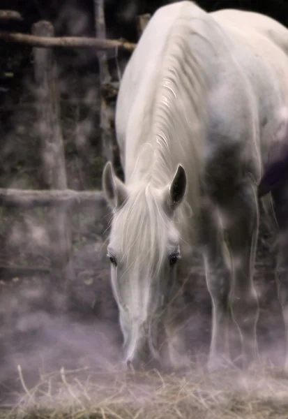 Лунная лошадь — стоковое фото