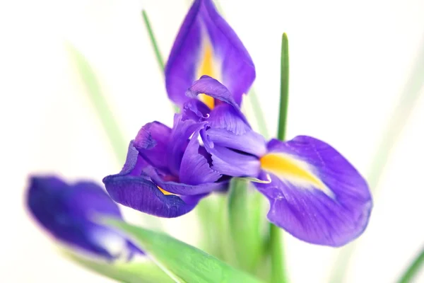 Iris flower op witte achtergrond Rechtenvrije Stockafbeeldingen