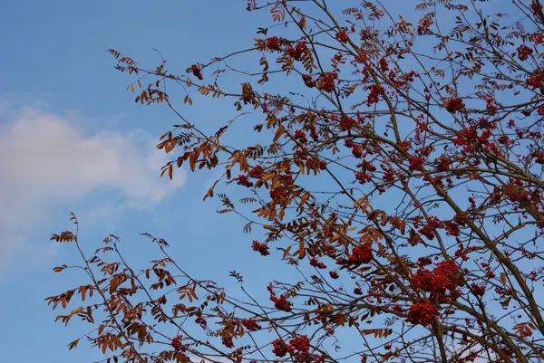 stock image Mountain ash