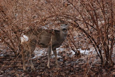 Avrupa yumurtası geyiği (Capreolus capreolus)