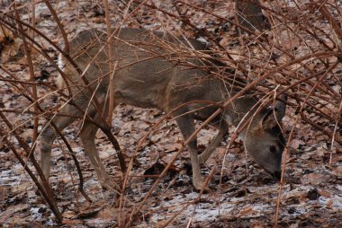 Avrupa yumurtası geyiği (Capreolus capreolus)