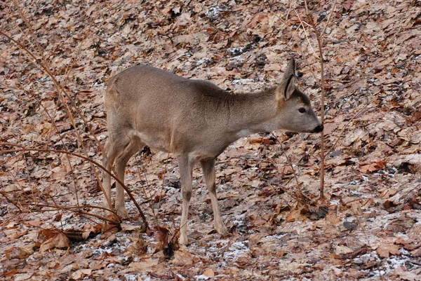 Avrupa yumurtası geyiği (Capreolus capreolus),