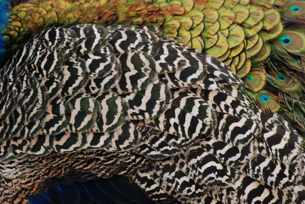 Tavuskuşu tüyü (Pavo cristatus)