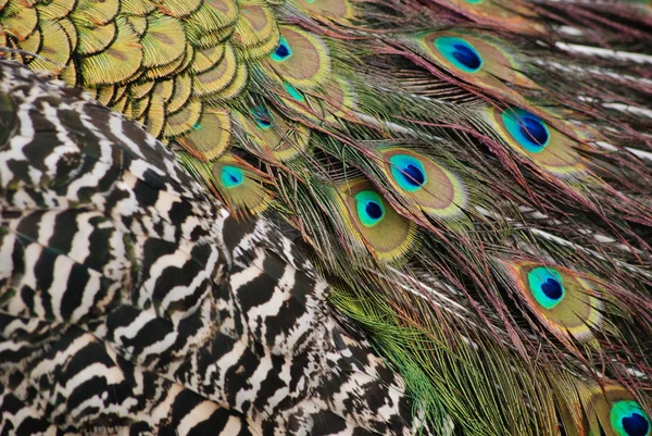 Tavuskuşu tüyü (Pavo cristatus)