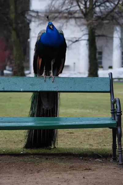 Hint Tavuskuşu (Pavo Kristali)