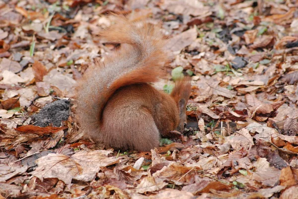 Wiewiórka czerwona (Sciurus vulgaris)) — Zdjęcie stockowe