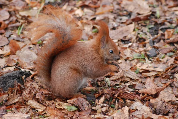 Rode eekhoorn (Sciurus vulgaris)) Stockfoto
