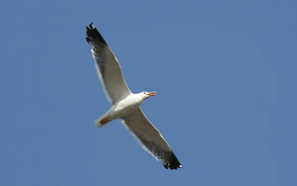 stock image Gull in flight