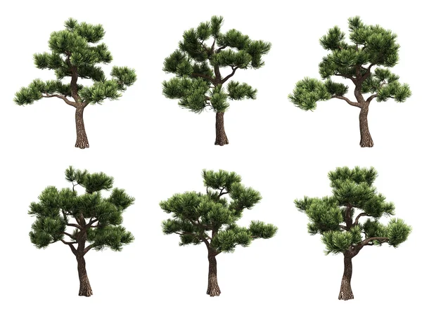 Bonsai pines — Stockfoto